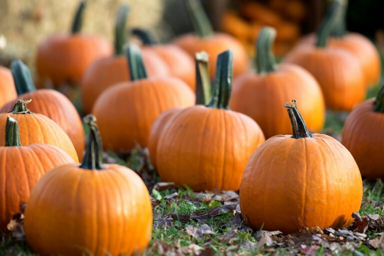 shallow focus photography of orange pumpkins