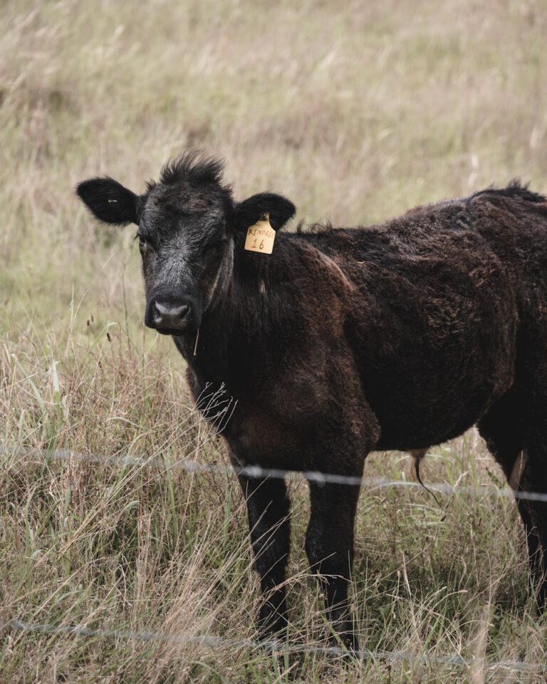 a black cow with a yellow tag standing in a field