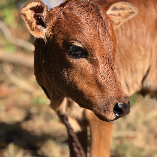 A baby calf standing on a dry grass field